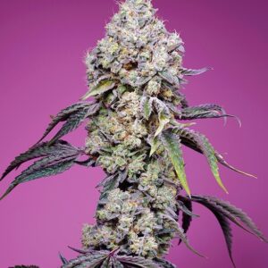 Sweet Mandarine Zkittlez F1 Fast Version Feminised Seeds - 3