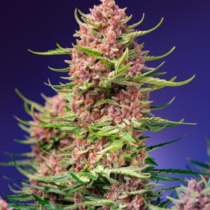 Strawberry Cola Sherbet F1 Fast Version Feminised Seeds - 3