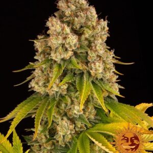Cheese Auto Feminised Seeds - 5