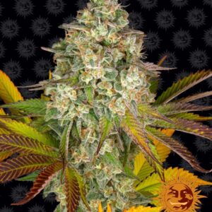 Cookies Kush Auto Feminised Seeds - 1