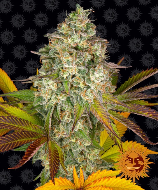 Cookies Kush Auto Feminised Seeds - 5