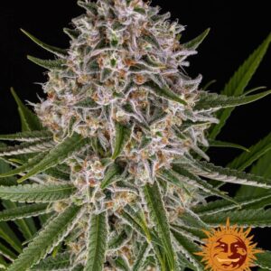 Lemon Haze Auto Feminised Seeds - 5
