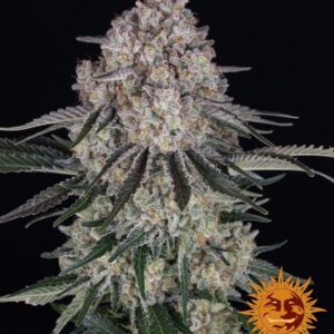 Sour Diesel Auto Feminised Seeds - 3