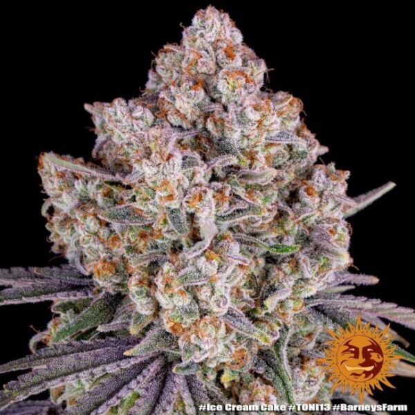 Ice Cream Cake Feminised Seeds - 3