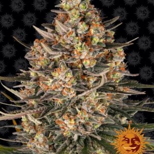 Lemon Drizzle Feminised Seeds - 1