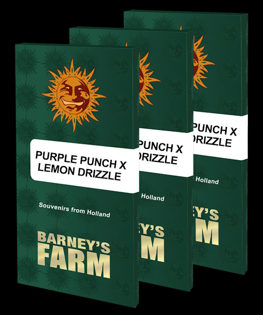 Purple Punch x Lemon Drizzle Feminised Seeds - 1