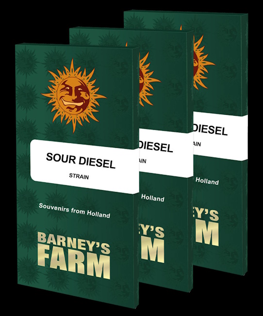 Sour Diesel Feminised Seeds - 5