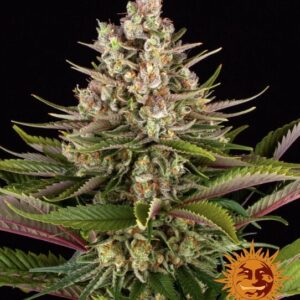 Sour Strawberry Feminised Seeds - 5