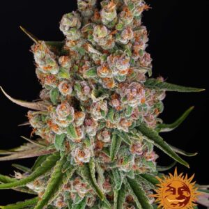 GMO Auto Feminised Seeds - 1