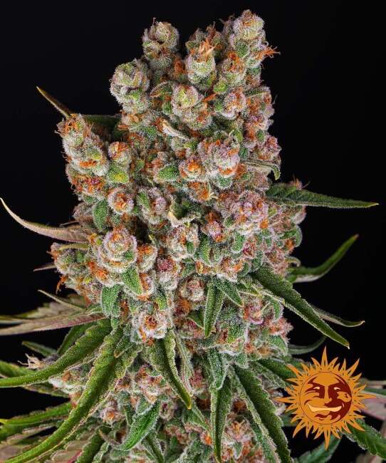 GMO Auto Feminised Seeds - 10