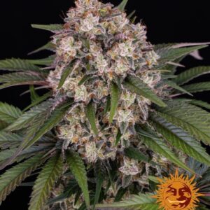 OG Kush Auto Feminised Seeds - 1