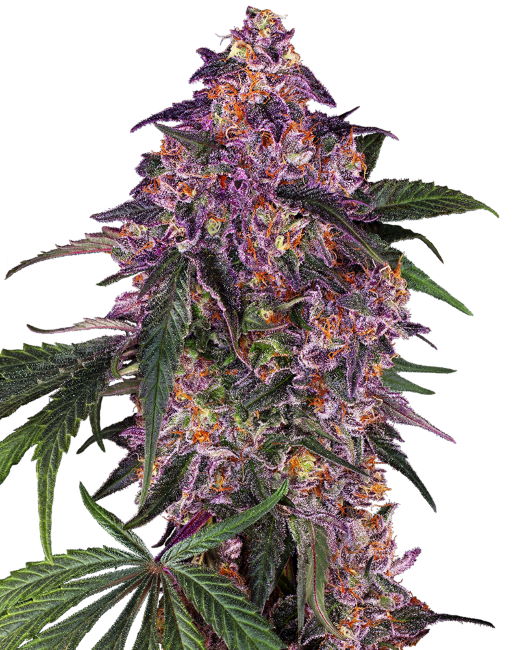 Sensi Purple Kush Feminised Seeds - 3