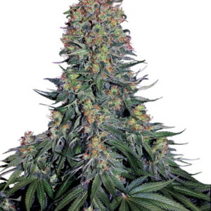Blue Skunk Feminised Seeds - 3