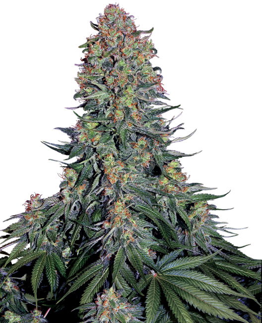 Blue Skunk Feminised Seeds - 3