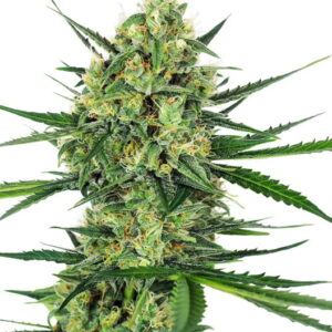 Tangerine Sugar Feminised Seeds - 5