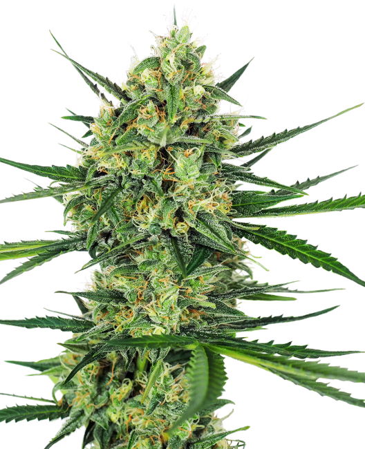 Tangerine Sugar Feminised Seeds - 5