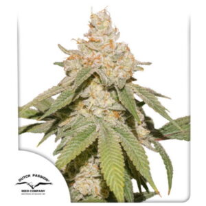 SFV OG Auto Feminised Seeds - 100