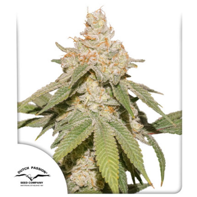 SFV OG Auto Feminised Seeds - 100