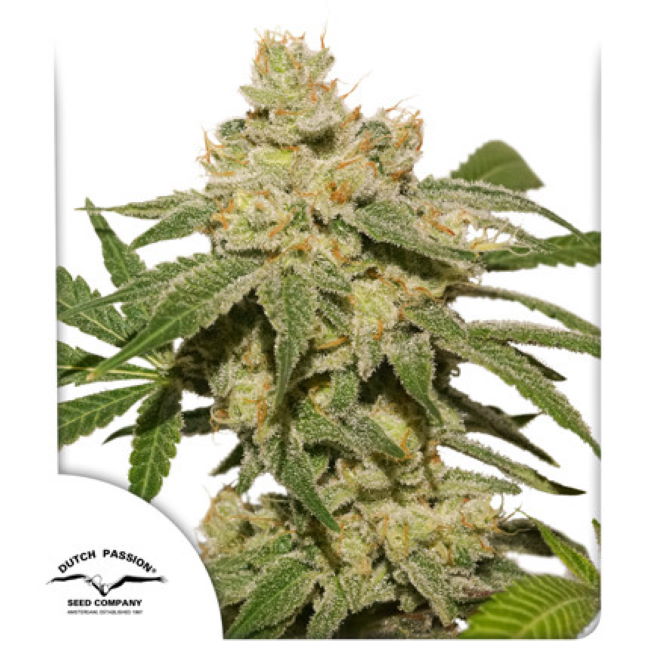Oh My Gusher Auto Feminised Seeds - 1