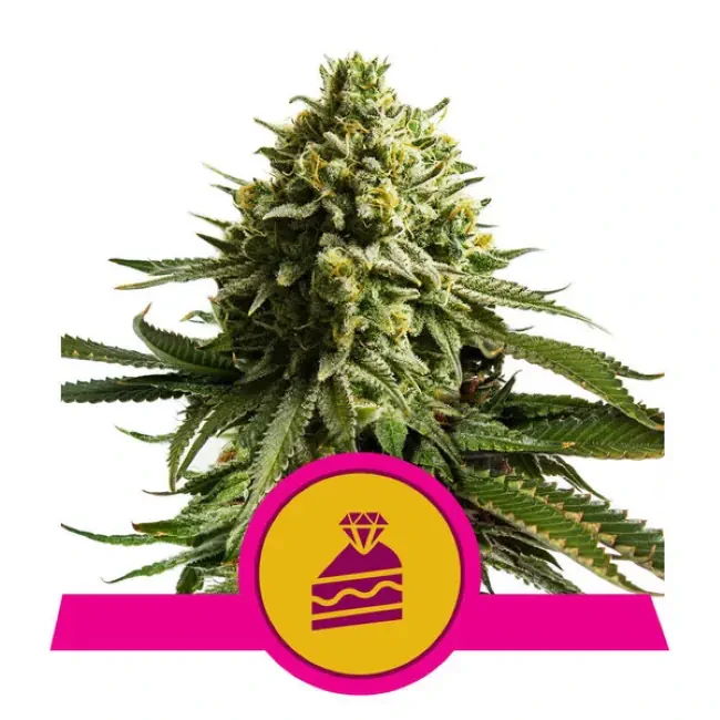 Wedding Cake Feminised Seeds - 3