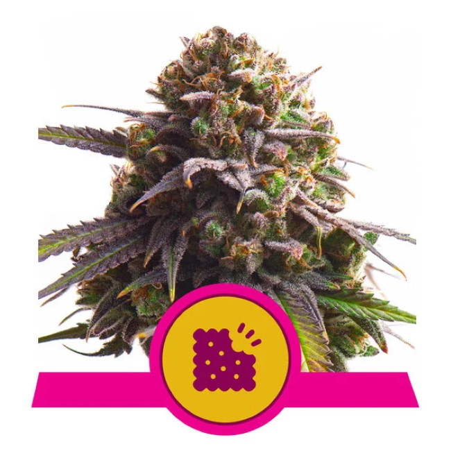 Biscotti Feminised Seeds - 3