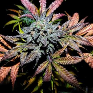 Pinot Noir Auto Feminised Seeds - 3
