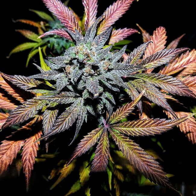 Pinot Noir Auto Feminised Seeds - 3