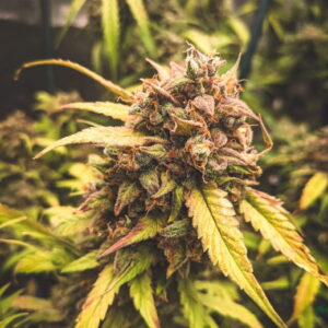 Bear Assed Monkey Auto Feminised Seeds - 3