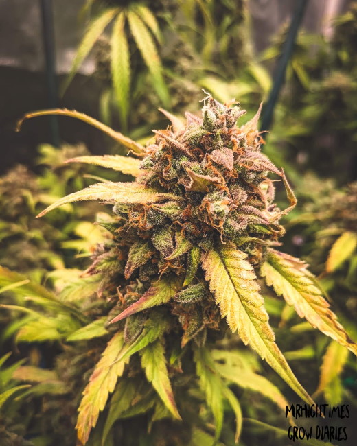 Bear Assed Monkey Auto Feminised Seeds - 3