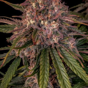 Sour Crinkle Auto Feminised Seeds - 3
