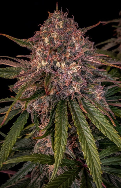 Sour Crinkle Auto Feminised Seeds - 3