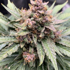 Forgotten Strawberries Auto Feminised Seeds - 3