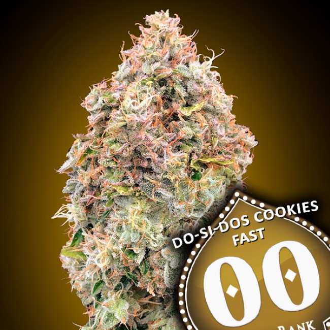 Do-Si-Dos Cookies FAST Feminised Seeds - 3