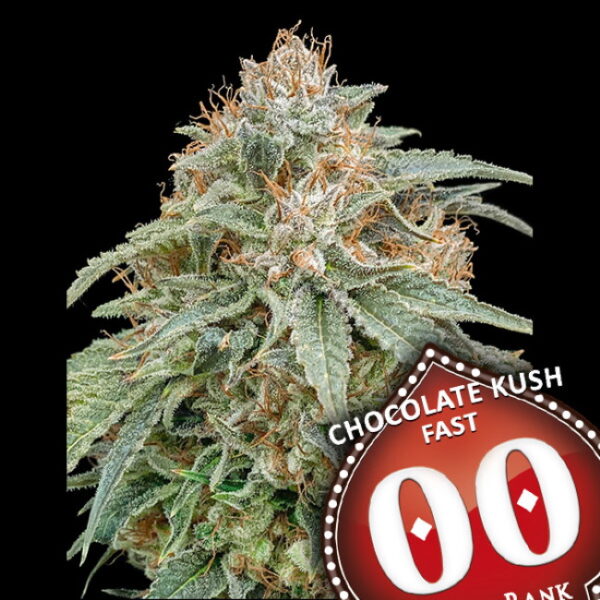 Chocolate Kush FAST Feminised Seeds - 3