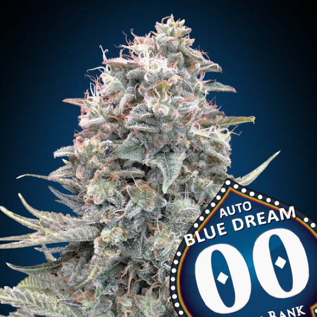 Blue Dream Auto Feminised Seeds - 3