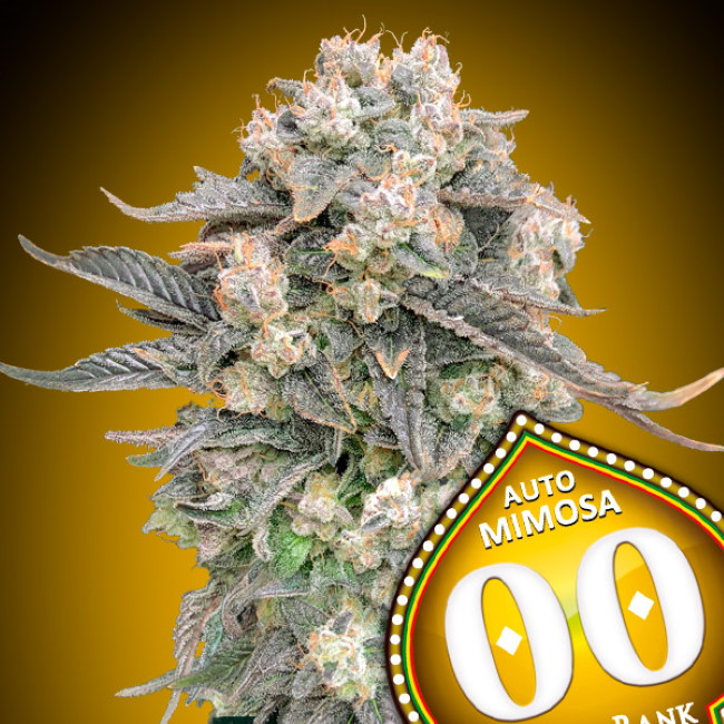 Mimosa Auto Feminised Seeds - 3