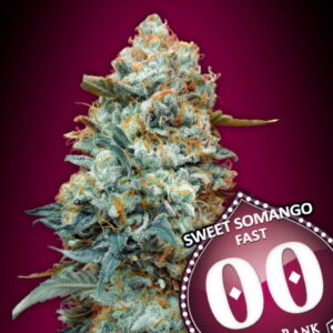 Sweet Somango FAST Feminised Seeds - 5