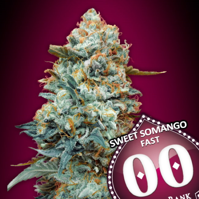 Sweet Somango FAST Feminised Seeds - 5