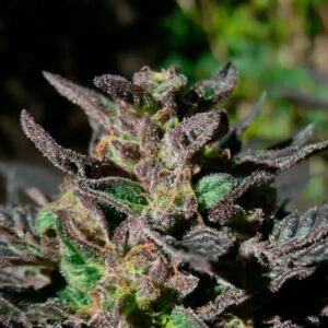 Grand Daddy Purple Feminised Seeds - 3