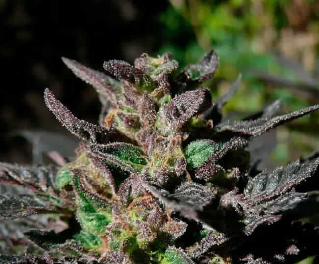 Grand Daddy Purple Feminised Seeds - 3