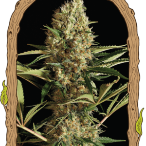 Strawberry Cube Auto Feminised Seeds - 10