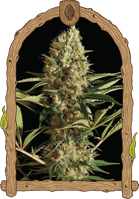 Strawberry Cube Auto Feminised Seeds - 10