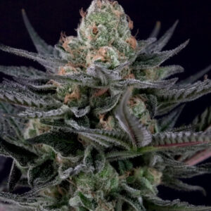 Caramba Feminised Seeds - 3