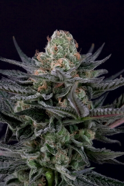 Caramba Feminised Seeds - 3