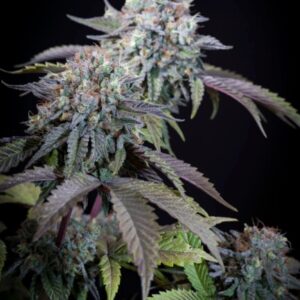 Gulupa Feminised Seeds - 5