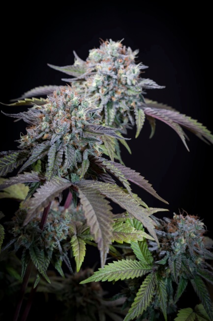 Gulupa Feminised Seeds - 5