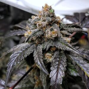 Ravenberry Auto Feminised Seeds - 3