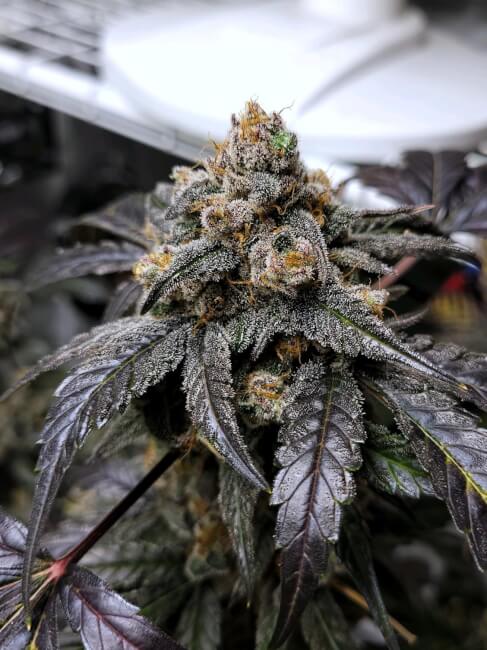 Ravenberry Auto Feminised Seeds - 3