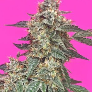 Aunt Ginny's Elixir CBD Auto Feminised Seeds - 3