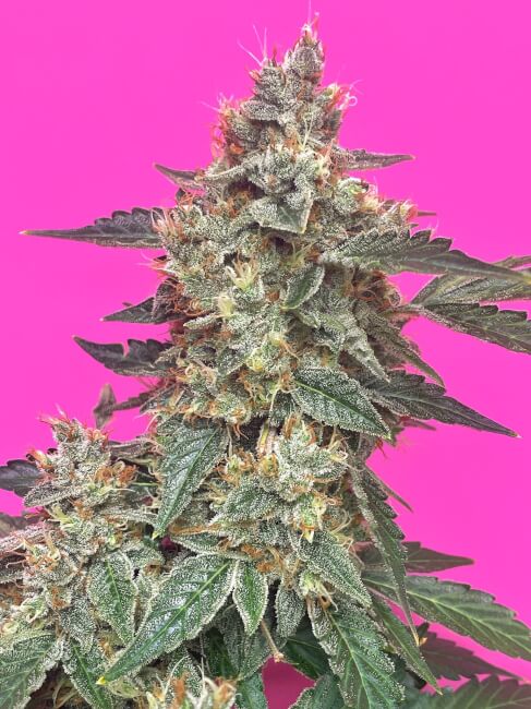 Aunt Ginny's Elixir CBD Auto Feminised Seeds - 3